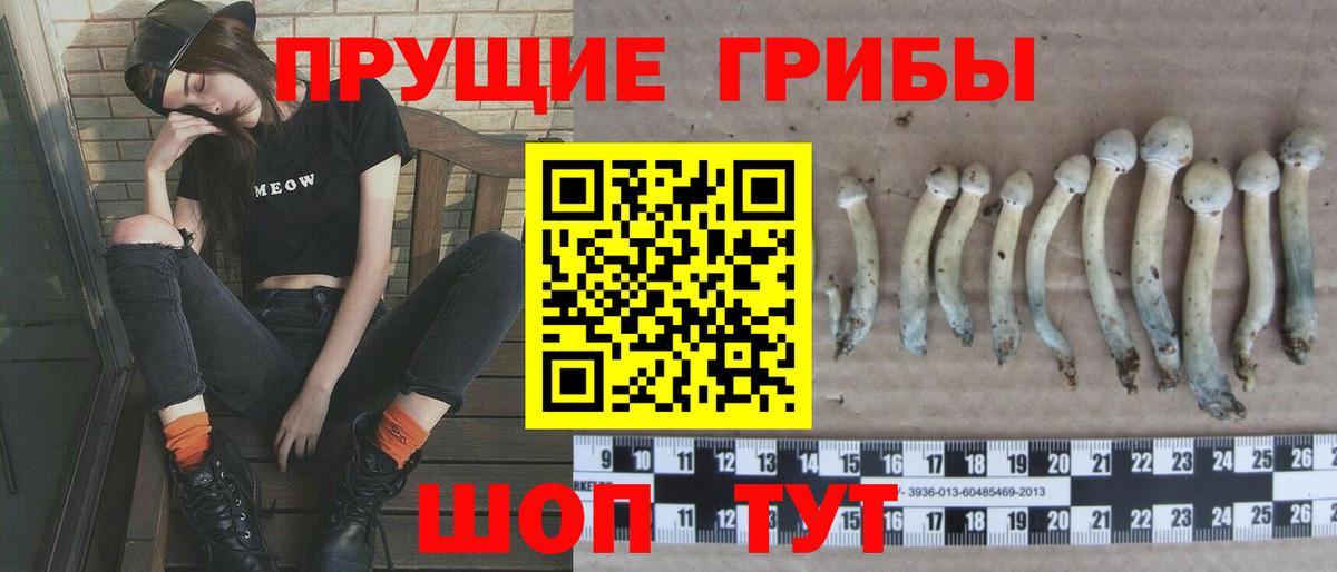 Галлюциногенные грибы Psilocybine cubensis Великие Луки